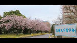 茨城大学農学部 桜並木 阿見キャンパス 景観観光