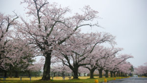 桜並木 阿見町 景観観光