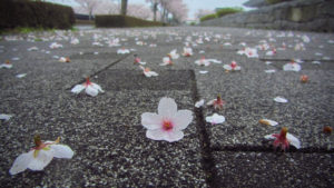 散った桜 阿見町 景観観光 雨