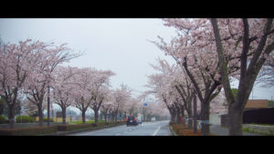 桜並木 阿見町 景観観光