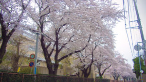 桜並木 阿見小学校 景観観光
