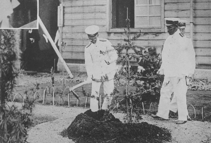 松の植樹の様子（当時の写真）